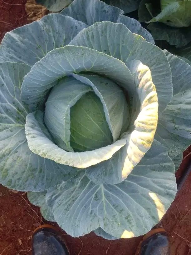 Cabbages